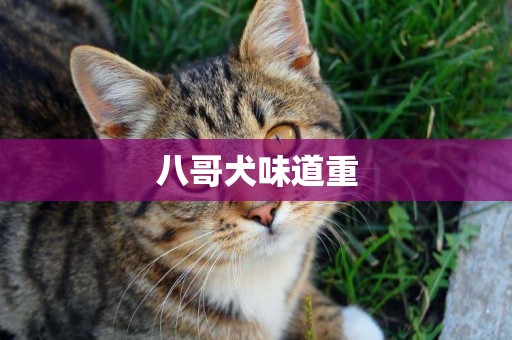 八哥犬味道重