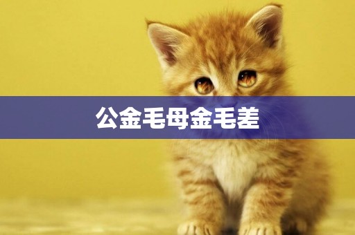 公金毛母金毛差