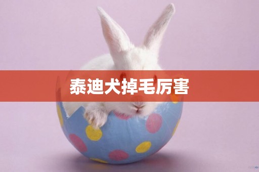 泰迪犬掉毛厲害