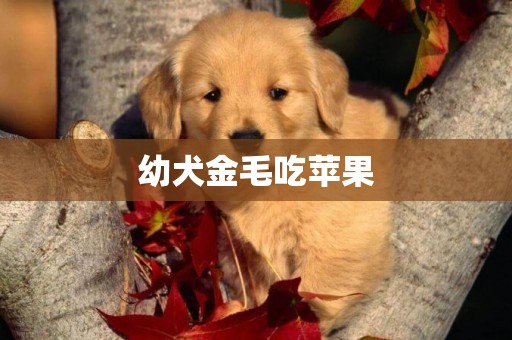 幼犬金毛吃蘋果