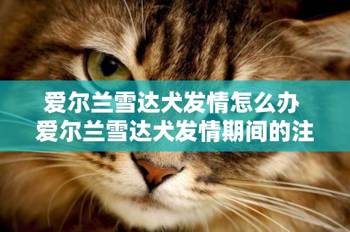 愛爾蘭雪達犬發情怎么辦 愛爾蘭雪達犬發情期間的注意事項