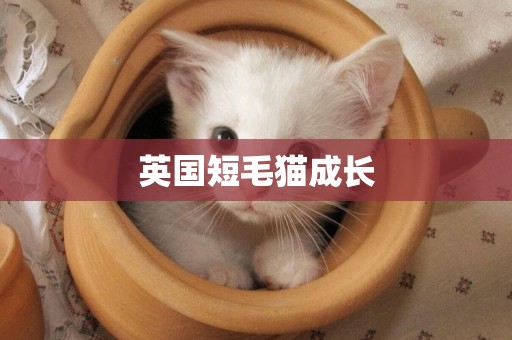 英國短毛貓成長