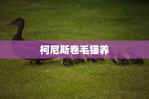 柯尼斯卷毛貓養