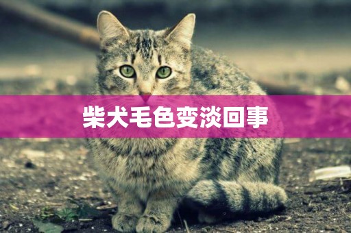 柴犬毛色變淡回事