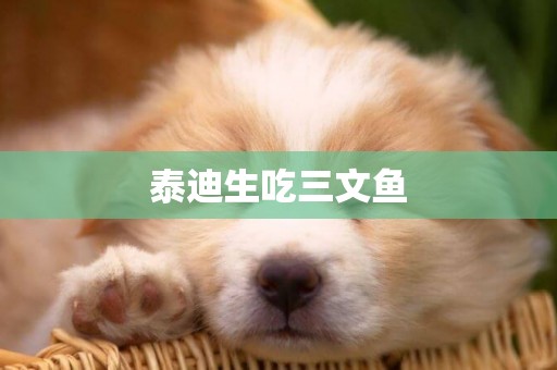 泰迪生吃三文魚