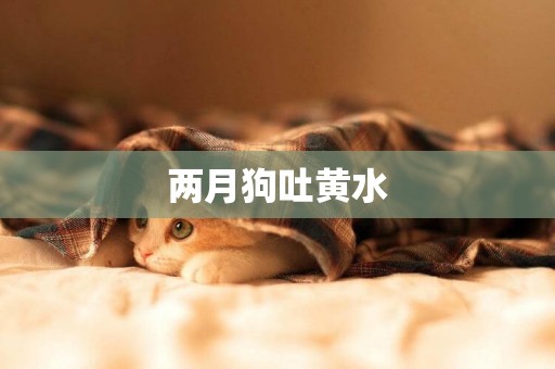 兩月狗吐黃水