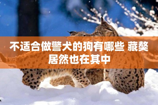 不適合做警犬的狗有哪些 藏獒居然也在其中