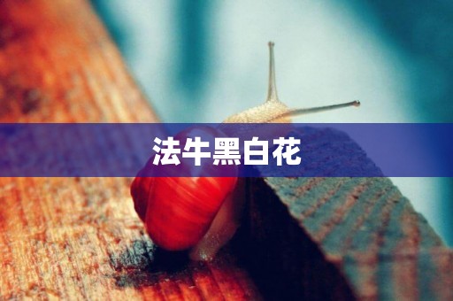 法牛黑白花