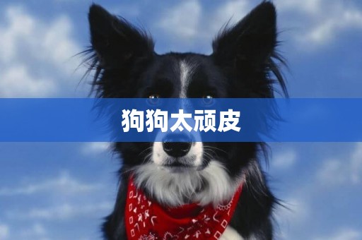 狗狗太頑皮