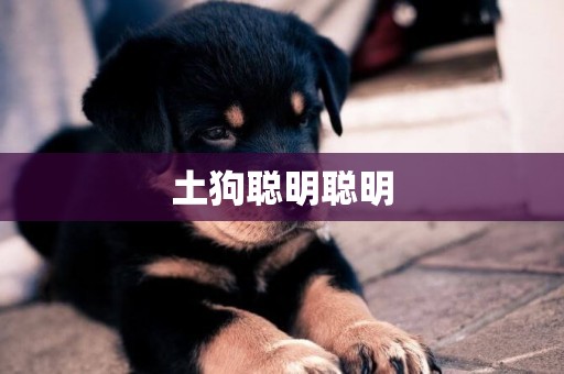 土狗聰明聰明