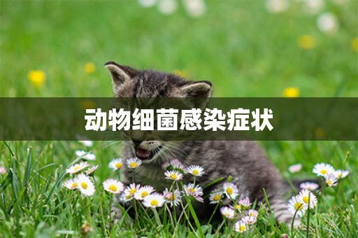 動物細菌感染癥狀