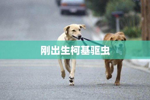 剛出生柯基驅蟲