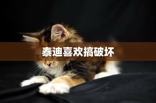 泰迪喜歡搞破壞