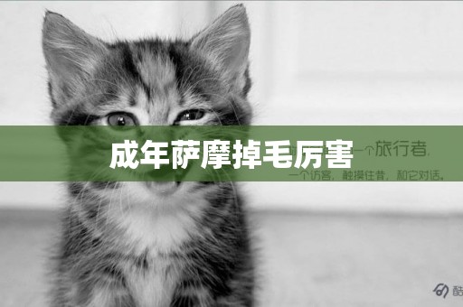 成年薩摩掉毛厲害
