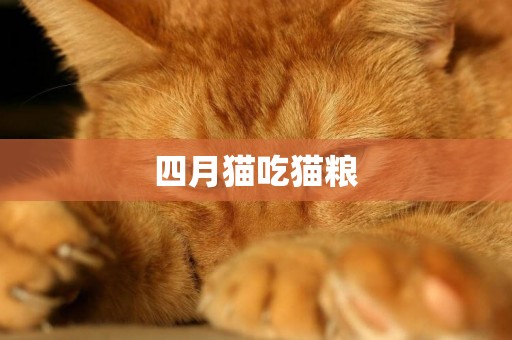 四月貓吃貓糧