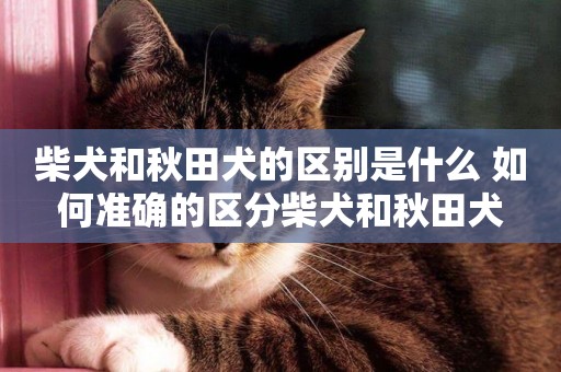 柴犬和秋田犬的區別是什么 如何準確的區分柴犬和秋田犬