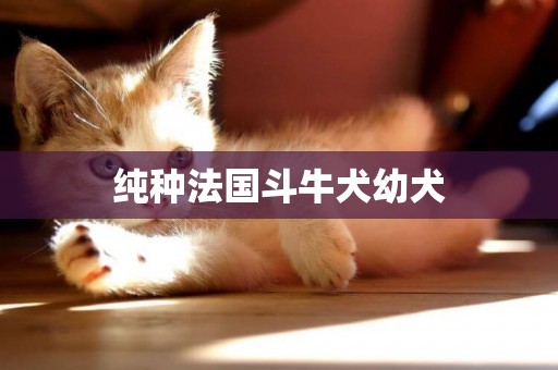 純種法國斗牛犬幼犬