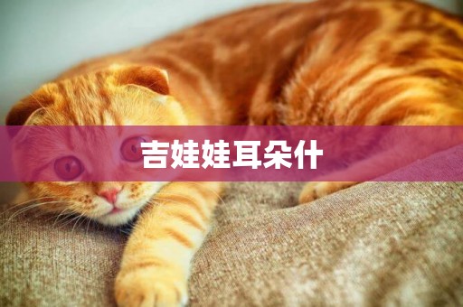 吉娃娃耳朵什