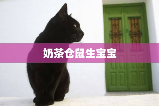 奶茶倉鼠生寶寶