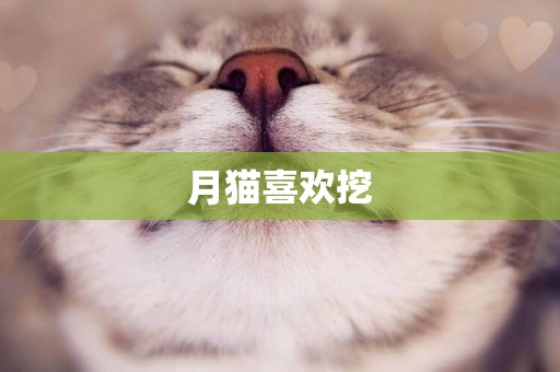 月貓喜歡挖