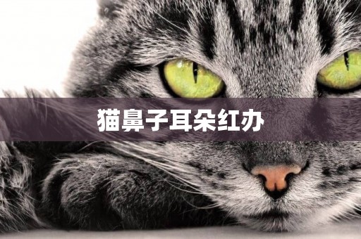 貓鼻子耳朵紅辦