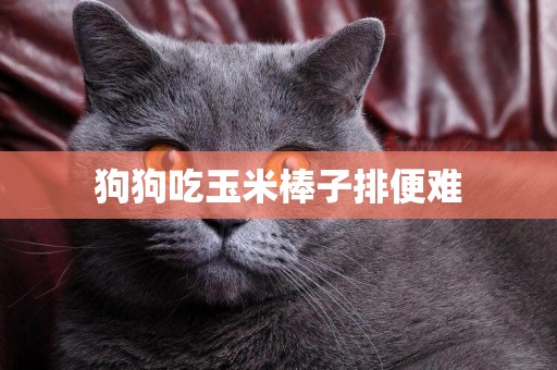 狗狗吃玉米棒子排便難