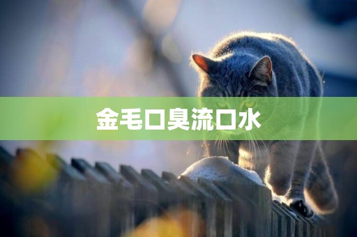 金毛口臭流口水