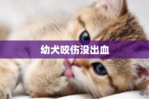 幼犬咬傷沒出血