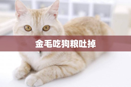 金毛吃狗糧吐掉