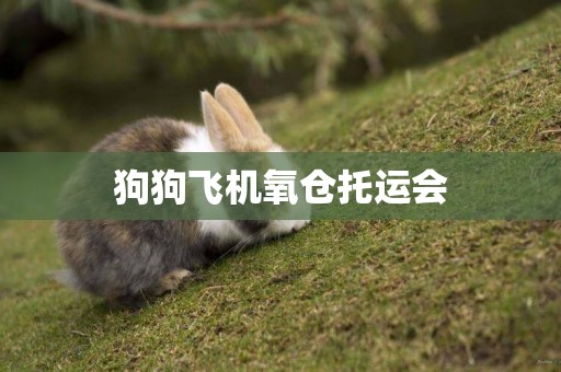 狗狗飛機氧倉托運會