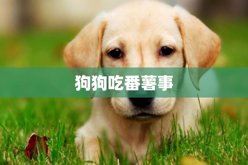狗狗吃番薯事