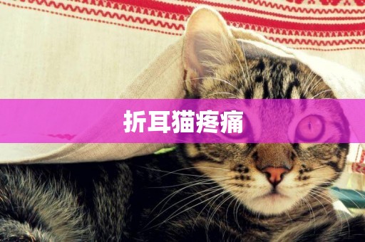 折耳貓疼痛