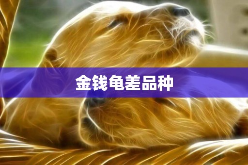 金錢龜差品種