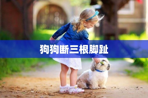 狗狗斷三根腳趾