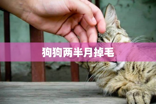 狗狗兩半月掉毛