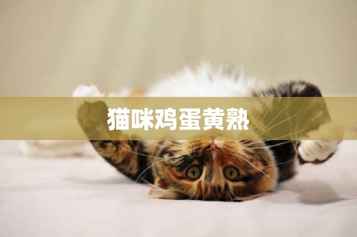 貓咪雞蛋黃熟