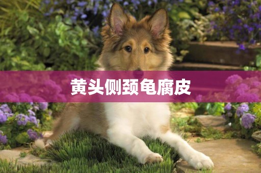 黃頭側頸龜腐皮