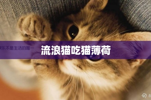 流浪貓吃貓薄荷