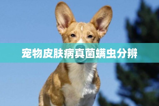 寵物皮膚病真菌螨蟲分辨