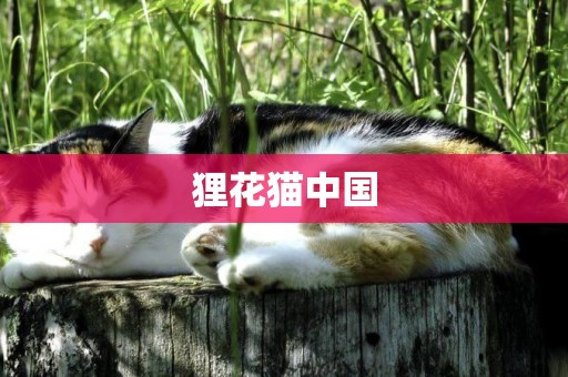 貍花貓中國