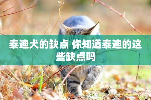 泰迪犬的缺點 你知道泰迪的這些缺點嗎