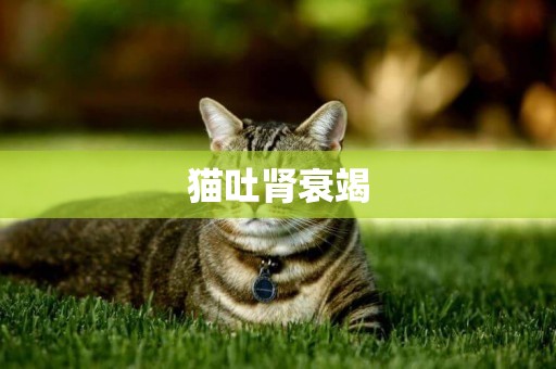 貓吐腎衰竭