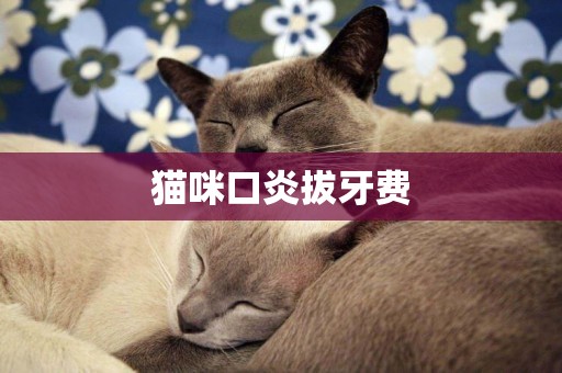 貓咪口炎拔牙費