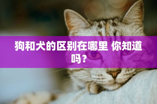 狗和犬的區別在哪里 你知道嗎？