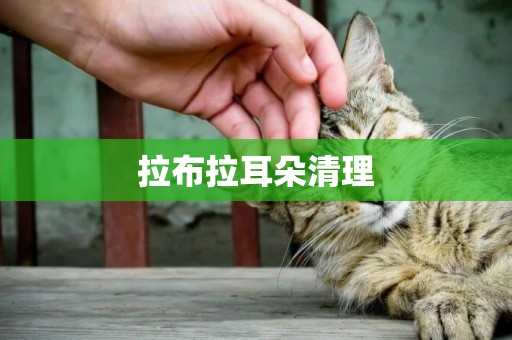 拉布拉耳朵清理