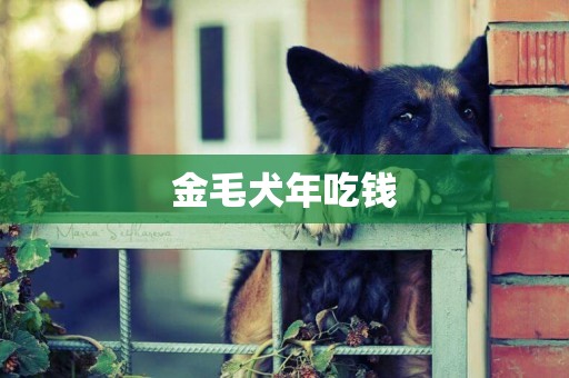 金毛犬年吃錢