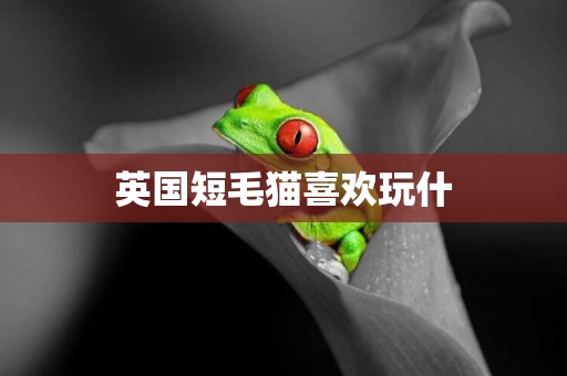英國短毛貓喜歡玩什