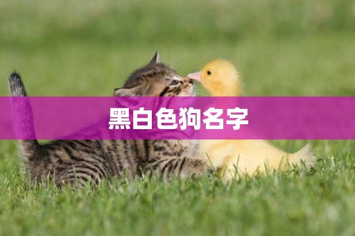 黑白色狗名字