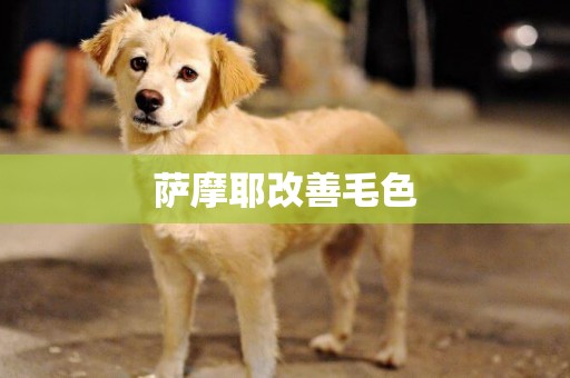 薩摩耶改善毛色