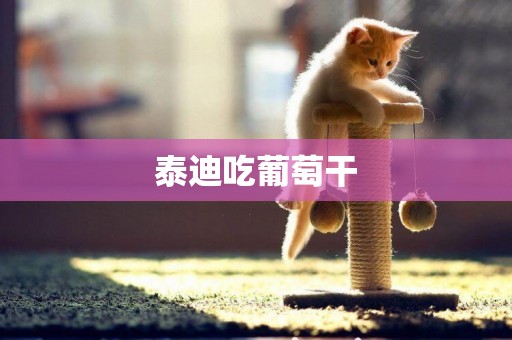 泰迪吃葡萄干